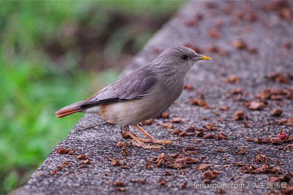 灰頭椋鳥