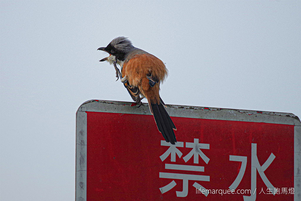 棕背伯勞